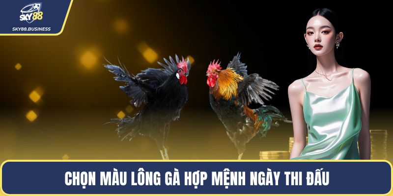 Chọn màu lông gà hợp mệnh ngày thi đấu